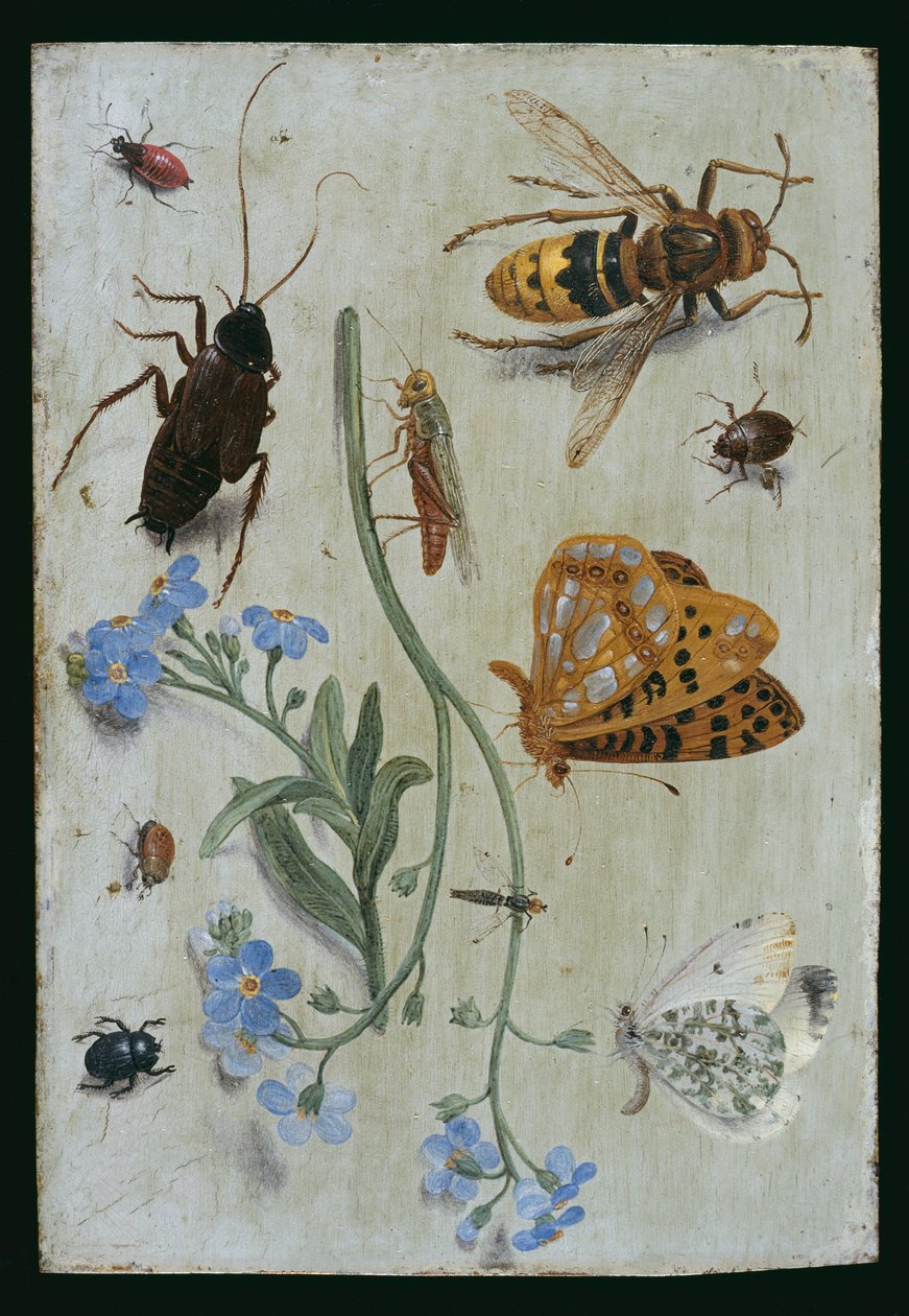 Hyönteiset (öljy kuparille) tekijältä Jan van Kessel the Elder
