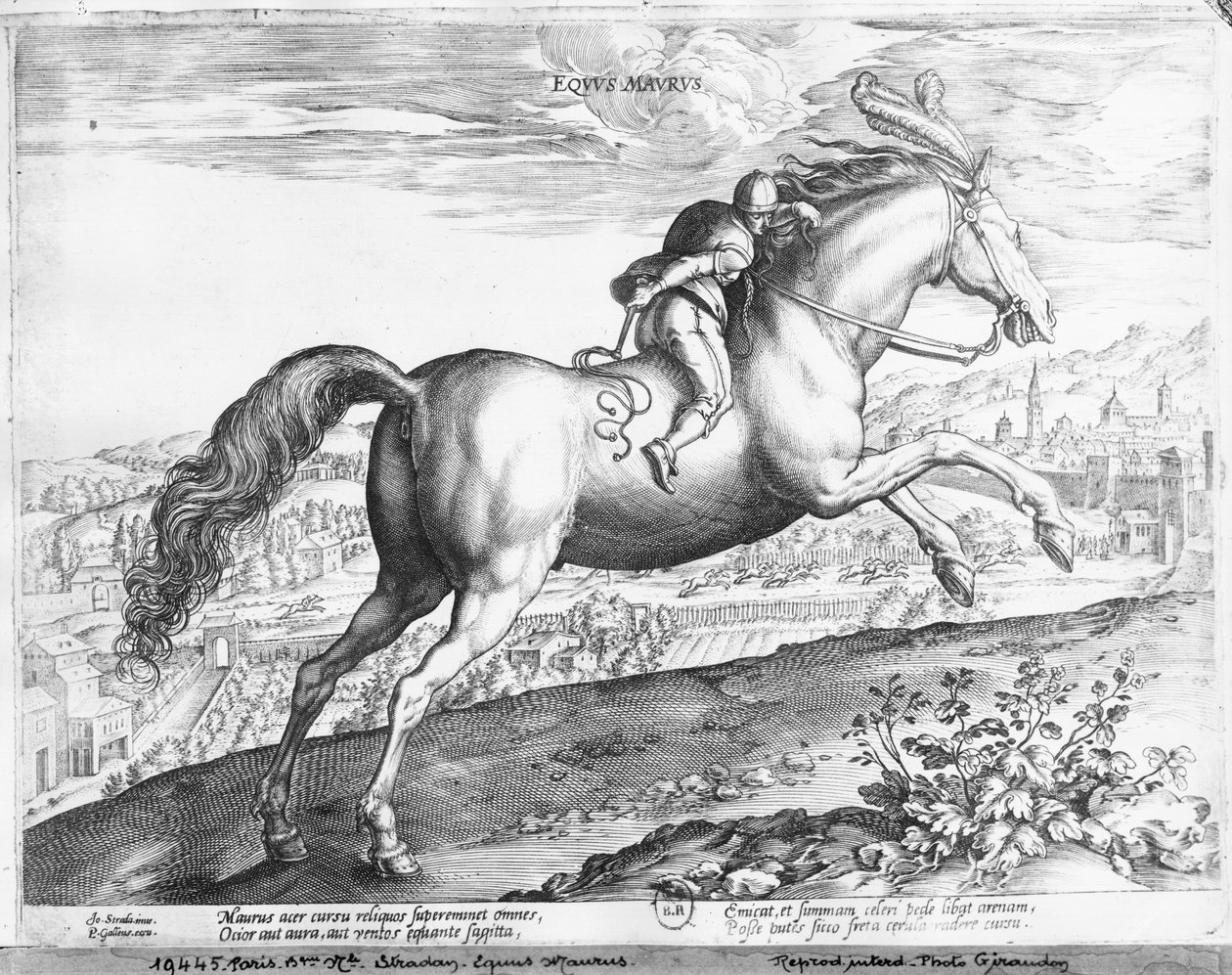 Equus Maurus tekijältä Jan van der Straet