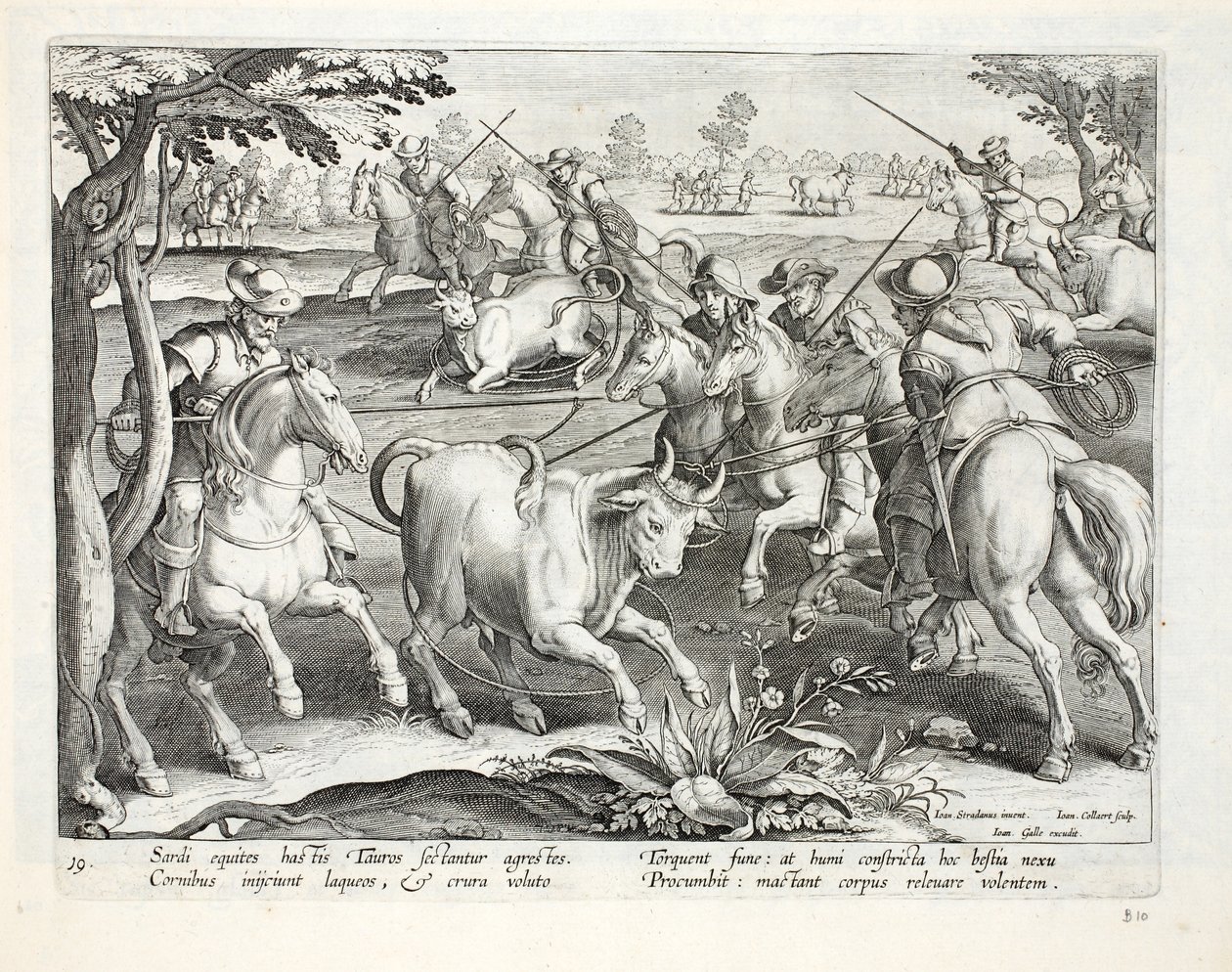 Sardinialaiset ratsasmiehet vangitsevat härkää köysillä, kuvitus teoksesta "Venationes, Ferarum, Avium, Piscium" (Metsästys: Wild Beasts, Birds, Fish), kaiverrettu Jan Collaert (1566-1628), pub. kirjoittanut Phillipus Gal tekijältä Jan van der Straet