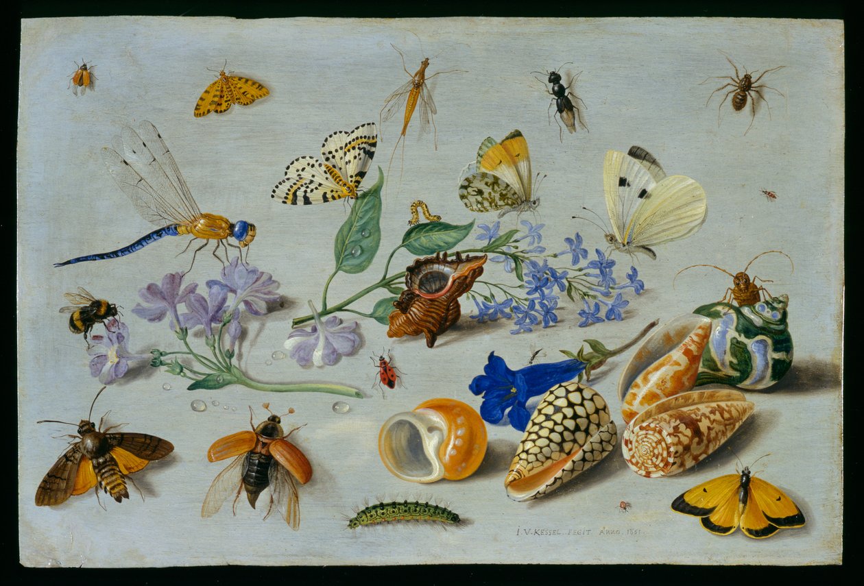 Perhoset ja muut hyönteiset, 1661 (öljy kuparille) tekijältä Jan van Kessel the Elder