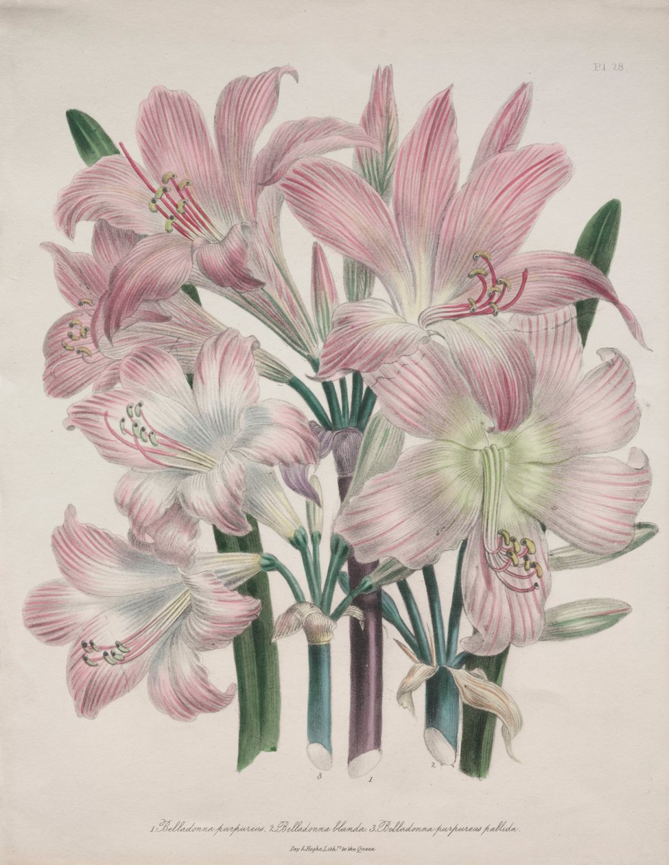 Belladonna Lily: Amaryllis belladonna tekijältä Jane Loudon