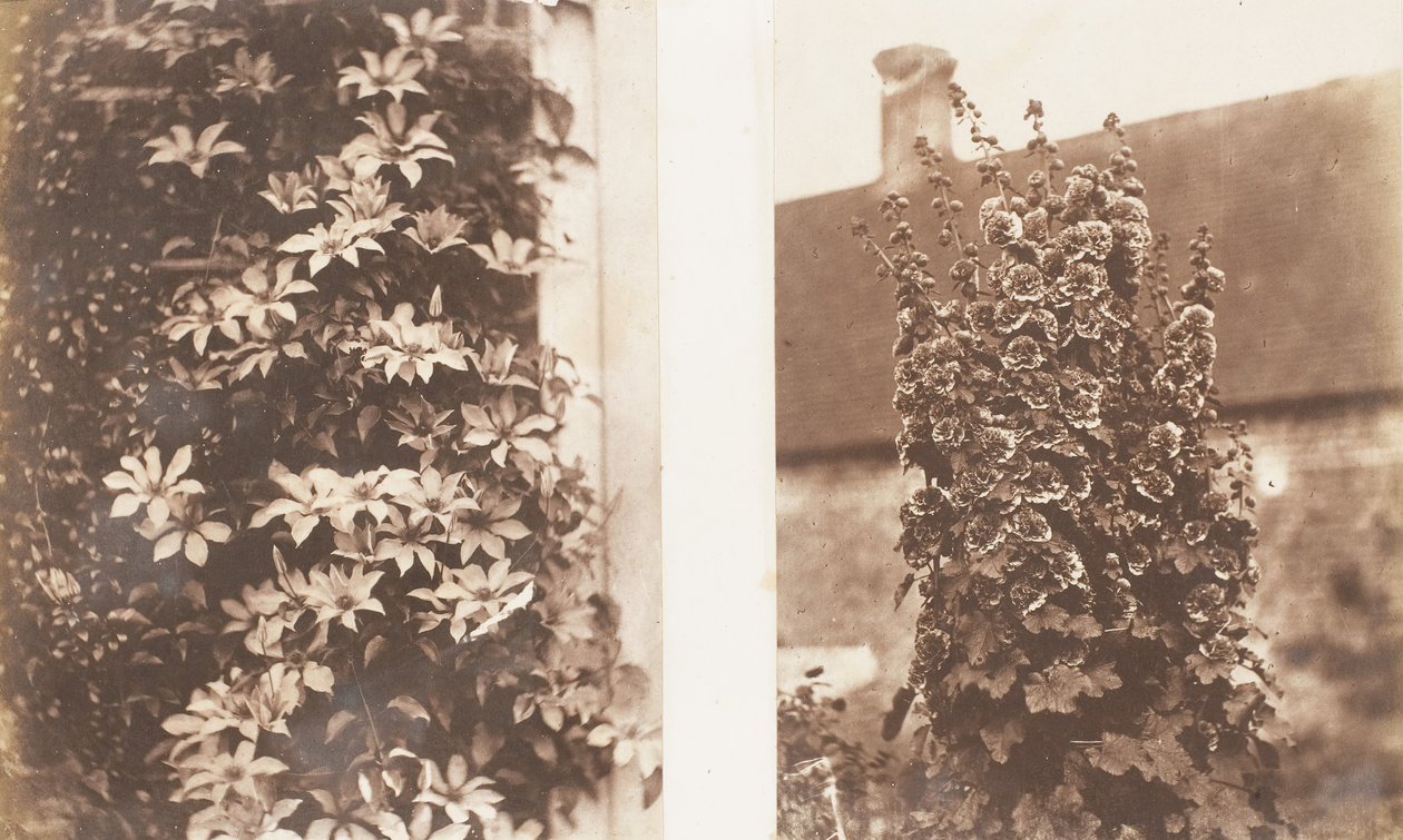 Clematis Cerulea, Hollyhocks, 1853-56. tekijältä Jane Martha St. John