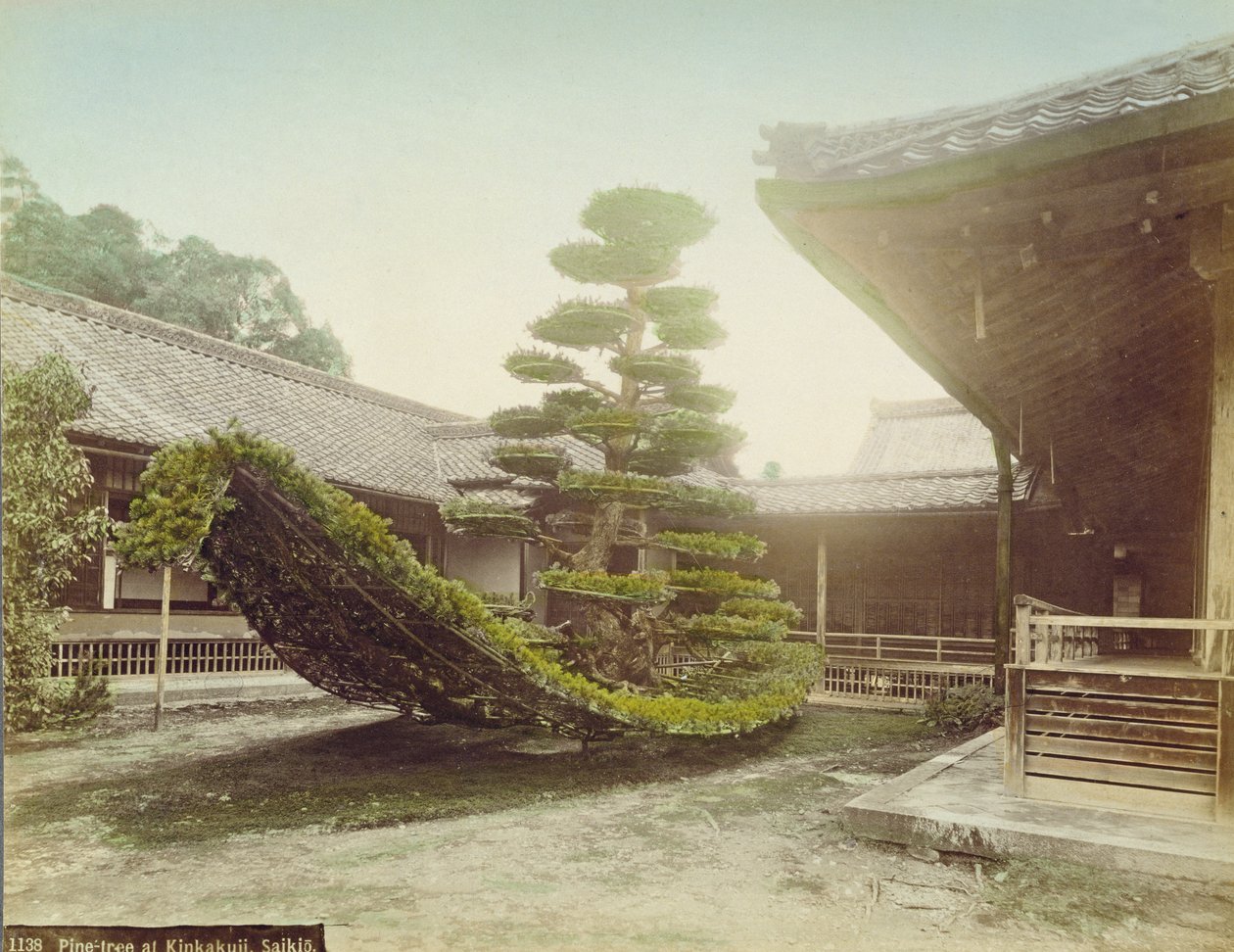 Pine Tree at Kinkaku-ji, Kioto, n.1905 (värillinen kuva) tekijältä Japanese Photographer