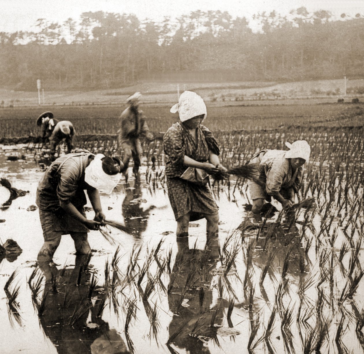 Naiset istuttavat riisiä Japanissa, n. 1900 (albumikuva) tekijältä Japanese Photographer