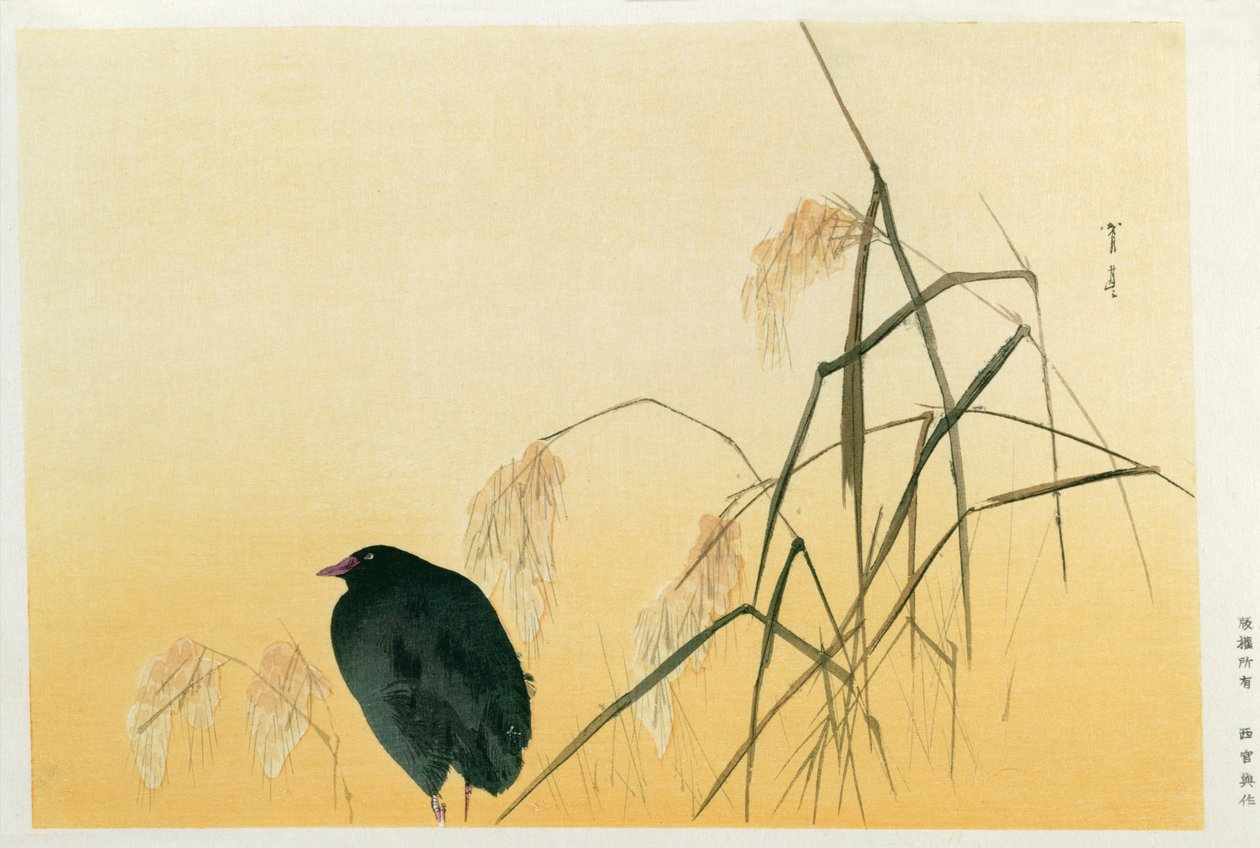 Blackbird, Edo-kausi (silkkikäärö) tekijältä Japanese School