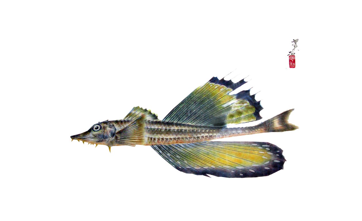 Megalodon tekijältä Japanese School