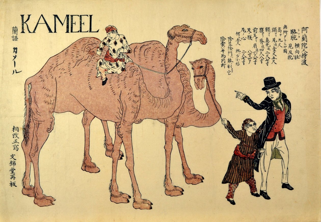 Kameel, pubi. 1821 (värillinen puupiirros) tekijältä Japanese School