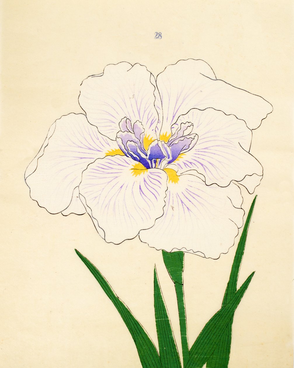 Manozuru, of. 28, 1890 tekijältä Japanese School