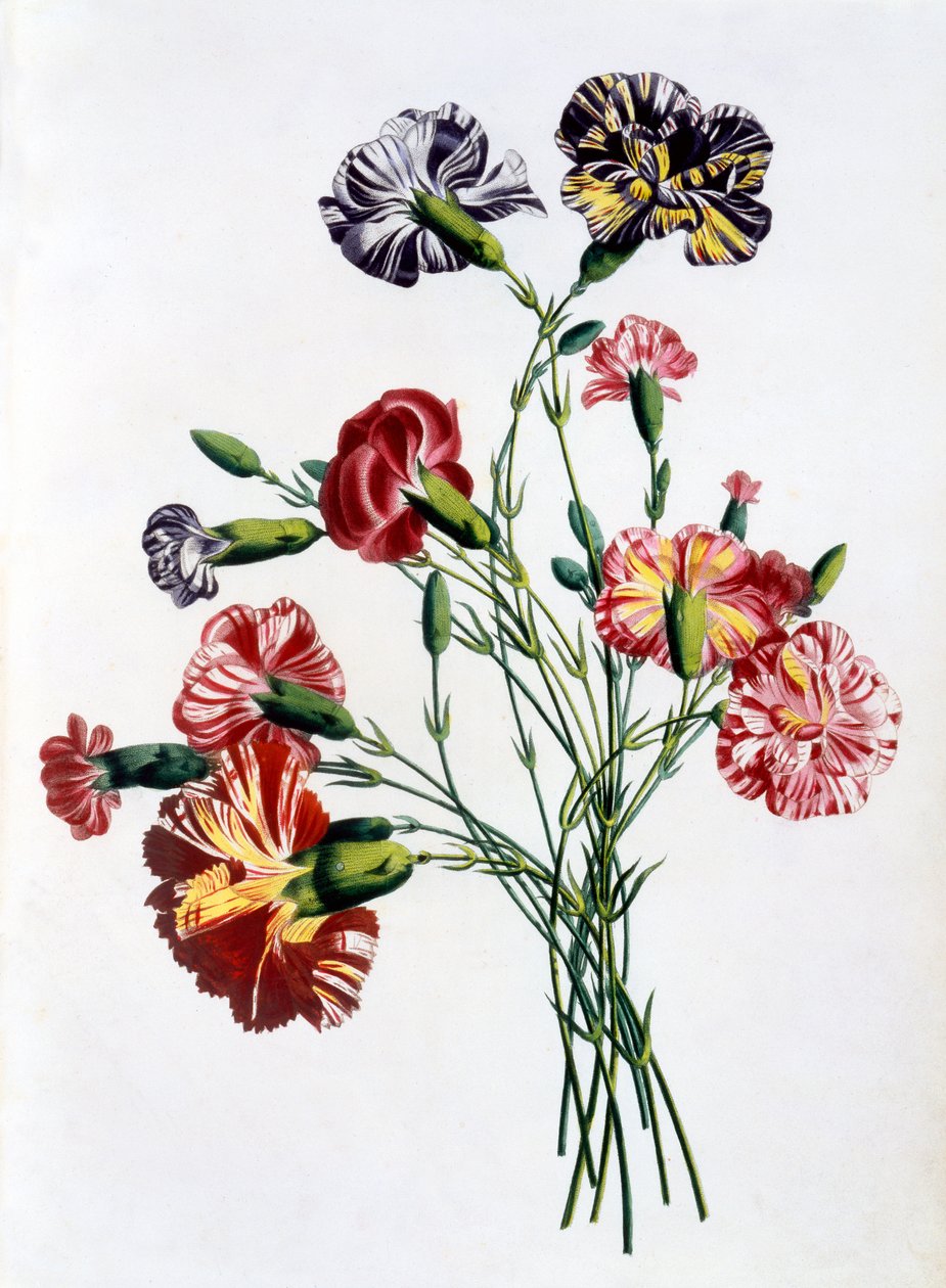 Bouquet of Carnations, "Collection des Fleurs et des Fruits d