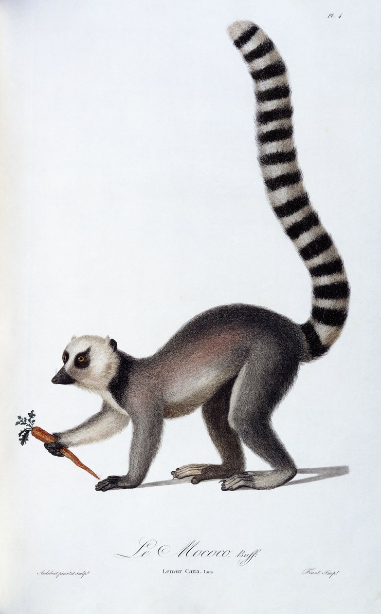 Lemur, n. 1798-1799 tekijältä Jean Baptiste Audebert