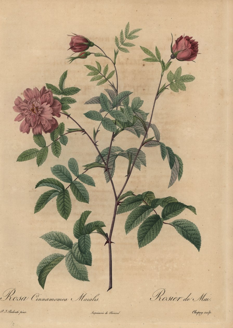 Vaaleanpunainen kaneliruusu, Rosa majalis. tekijältä Jean Baptiste Chapuy