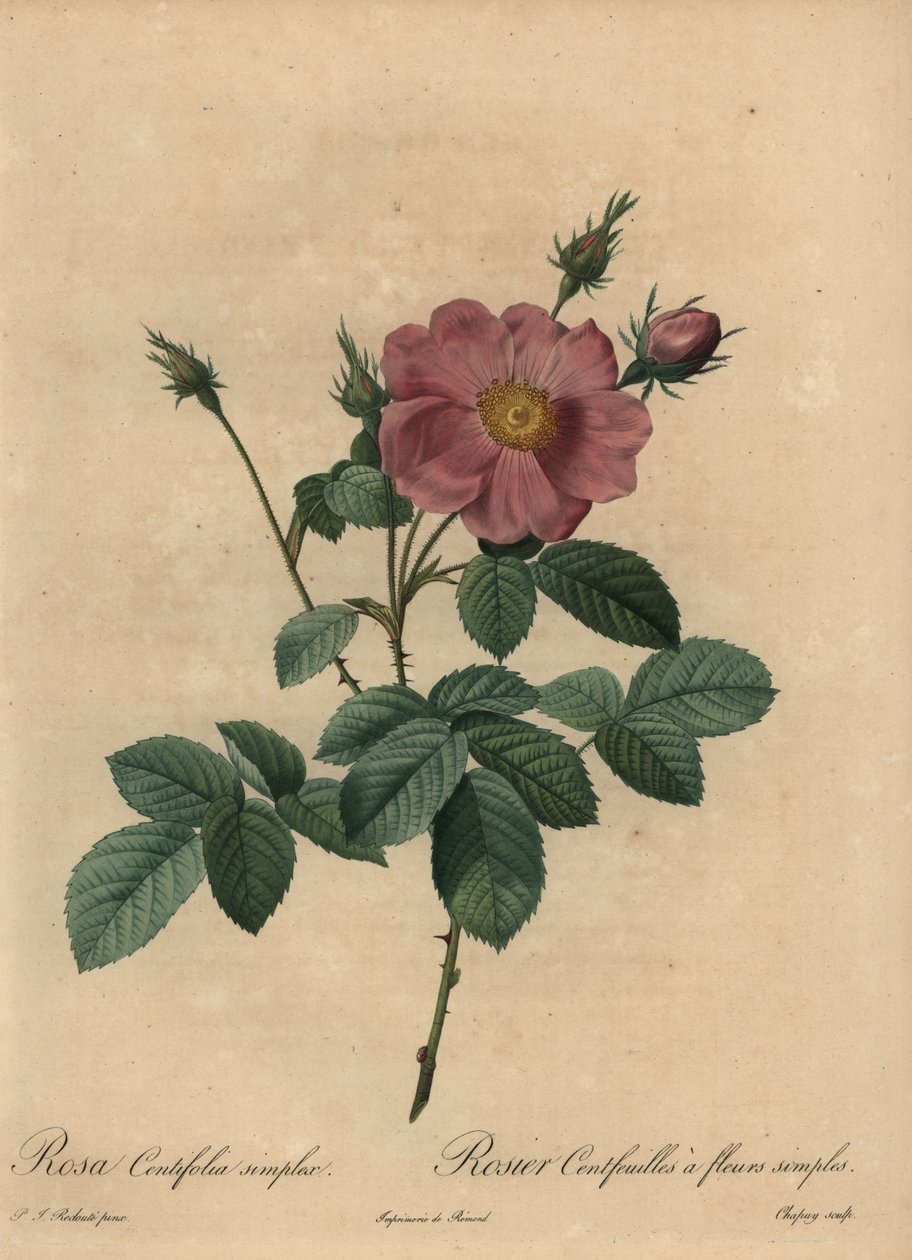 Vaaleanpunainen ruusu, Rosa centifolia simplex. tekijältä Jean Baptiste Chapuy