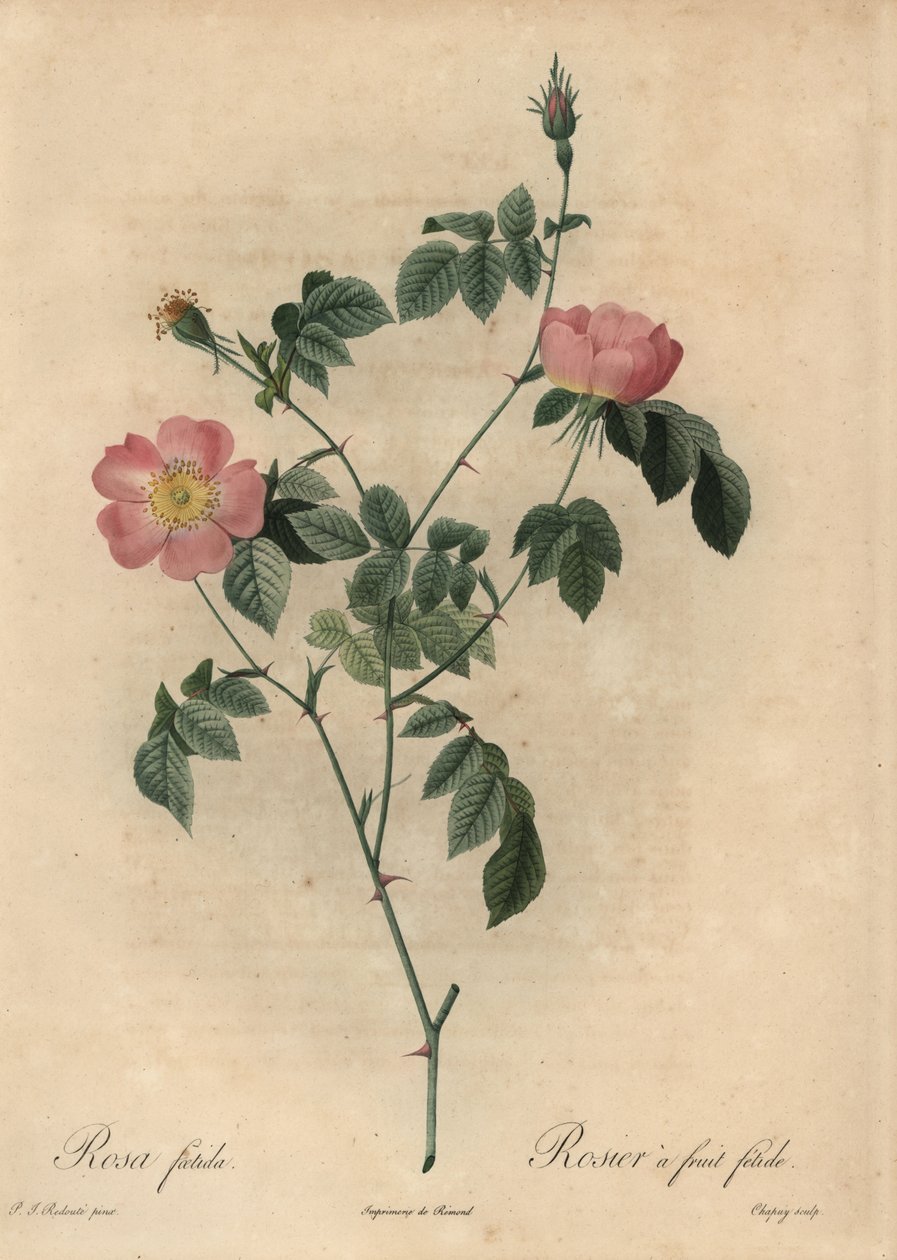 Rosa foetida, Rosier ja hedelmä fetide. tekijältä Jean Baptiste Chapuy