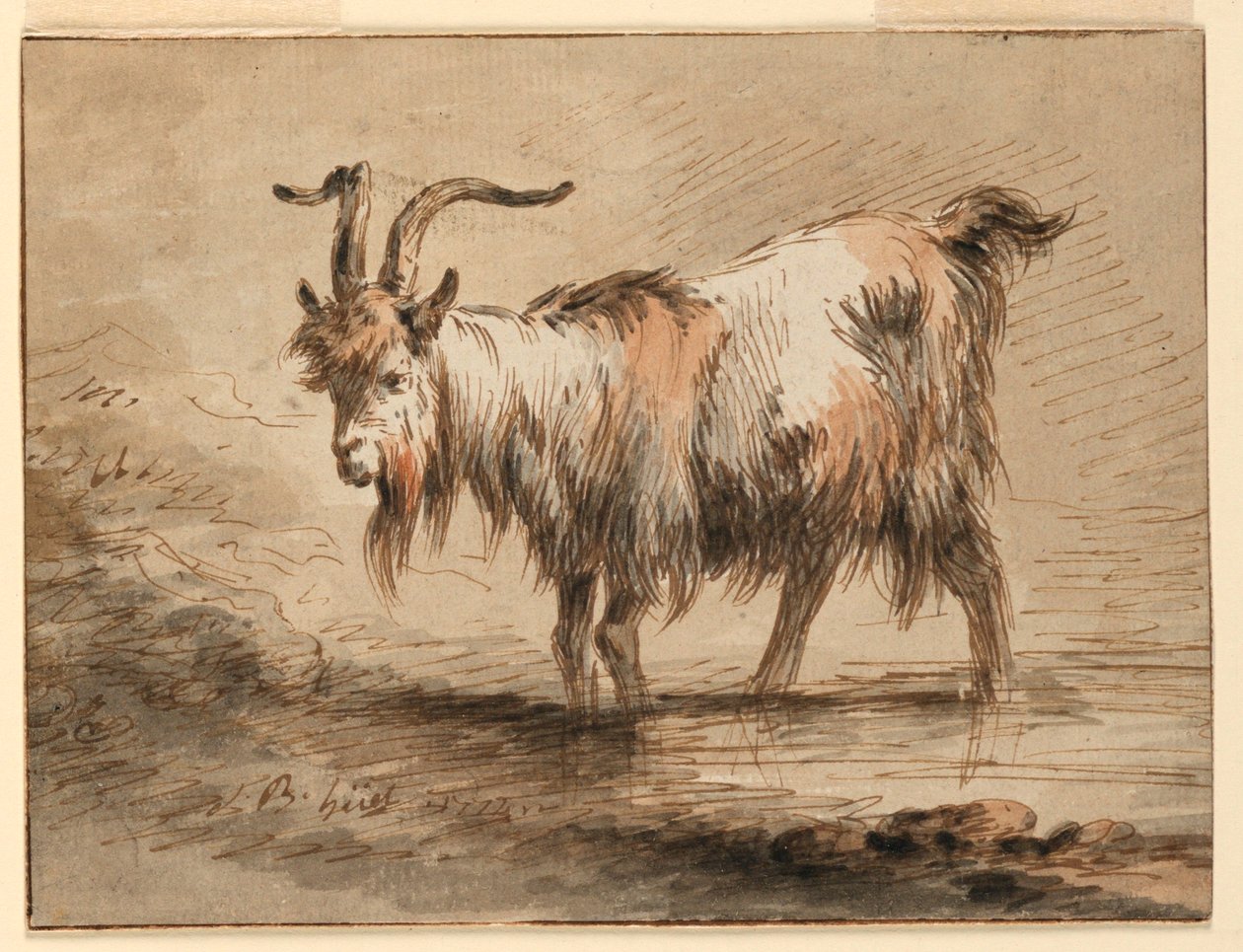 Piirustus, Vuohi, 1772 tekijältä Jean Baptiste Huet