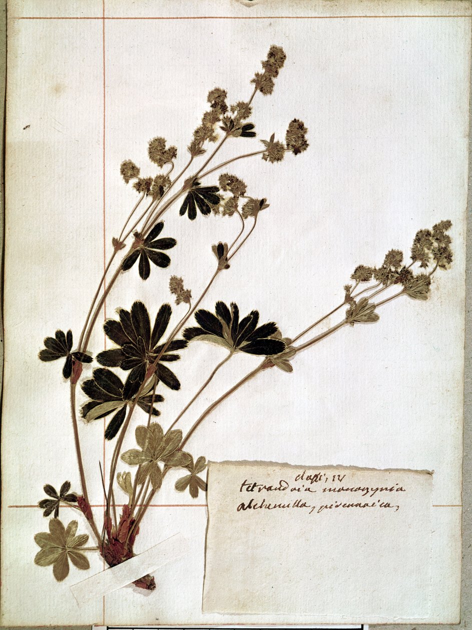 Alchemilla, Herbariumista (puristetut kukat) tekijältä Jean Jacques Rousseau