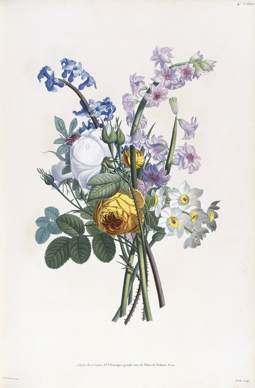 Norcissi, Rosa, Hasainth, ೧೮೦೫ tekijältä Jean Louis Prevost