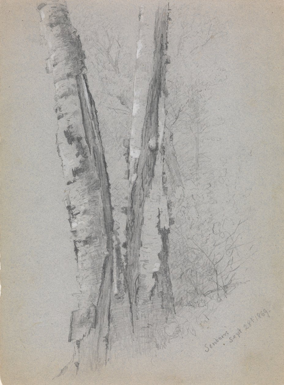 Study of Birch Trunks Scribners