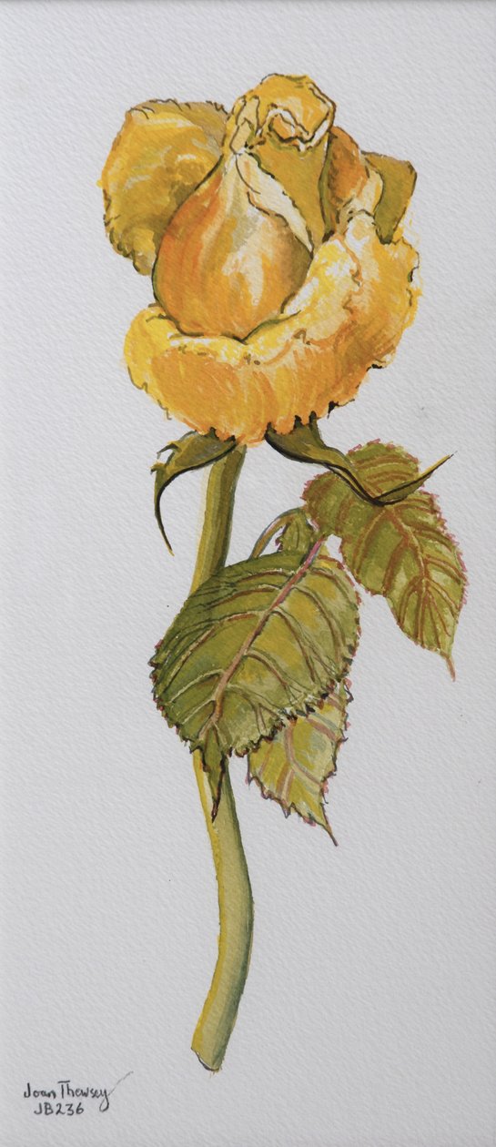 Single Yellow Rose Arthur Bell 2006 (vesiväri paperille) tekijältä Joan Thewsey