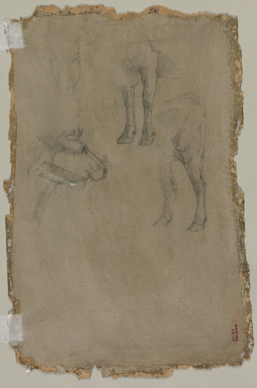 Studies of a Bull, 1864. tekijältä Johan Barthold Jongkind
