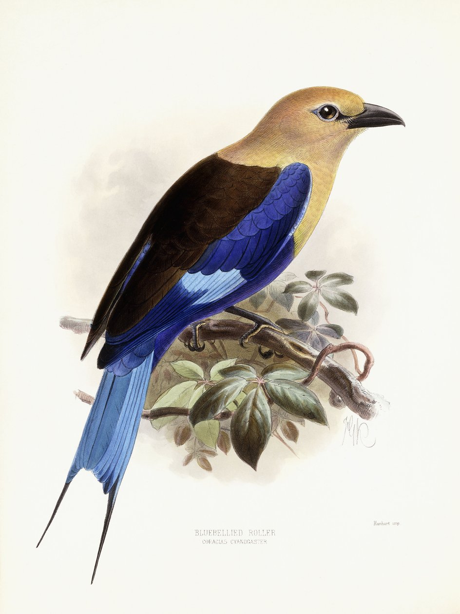 Bluebellied Roller, 1893 tekijältä Johan Gerard Keulemans