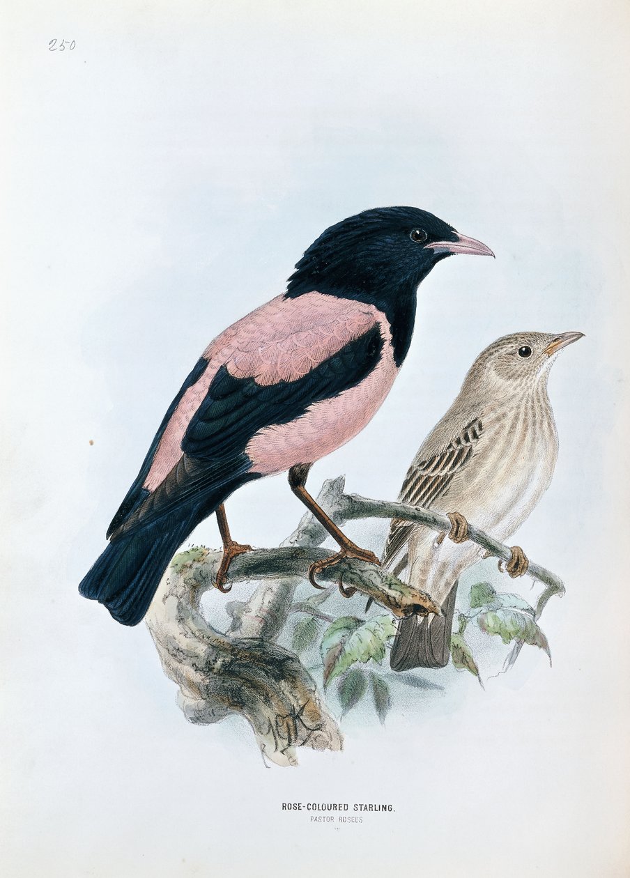 Ruusunvärinen kottarainen tekijältä Johan Gerard Keulemans