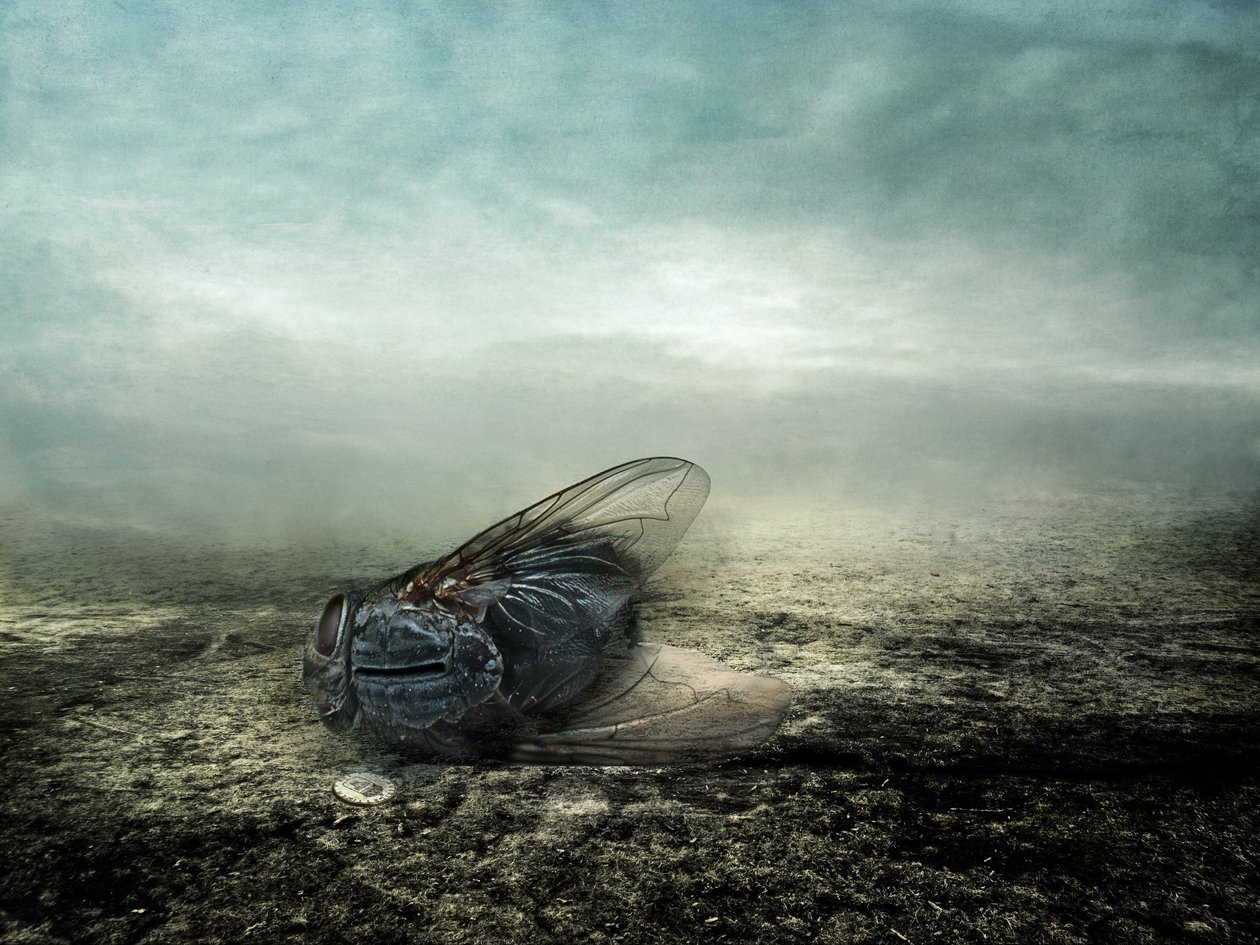 Fly, 2013 (valokuvaus) tekijältä Johan Lilja