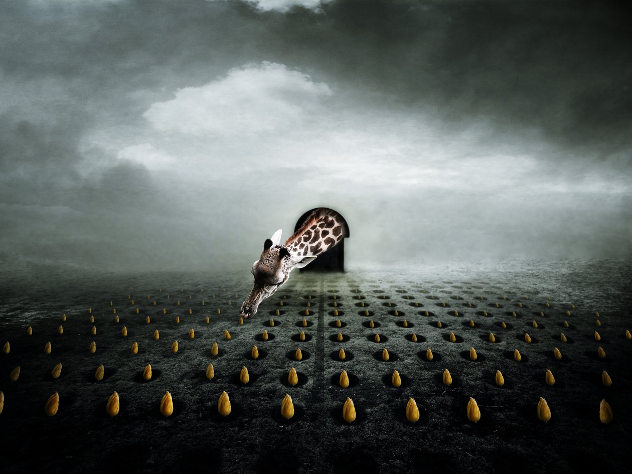 Ttulip Thief 2, 2013 (valokuvaus) tekijältä Johan Lilja