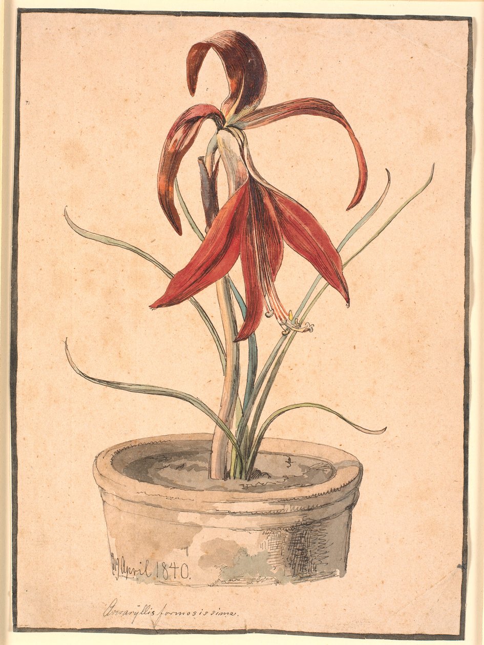 Kukkiva Amaryllis tekijältä Johan Thomas Lundbye