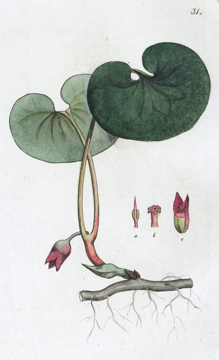 Asarabacca Asarum europaeum, 1804-1811 tekijältä Johan Wilhelm Palmstruch