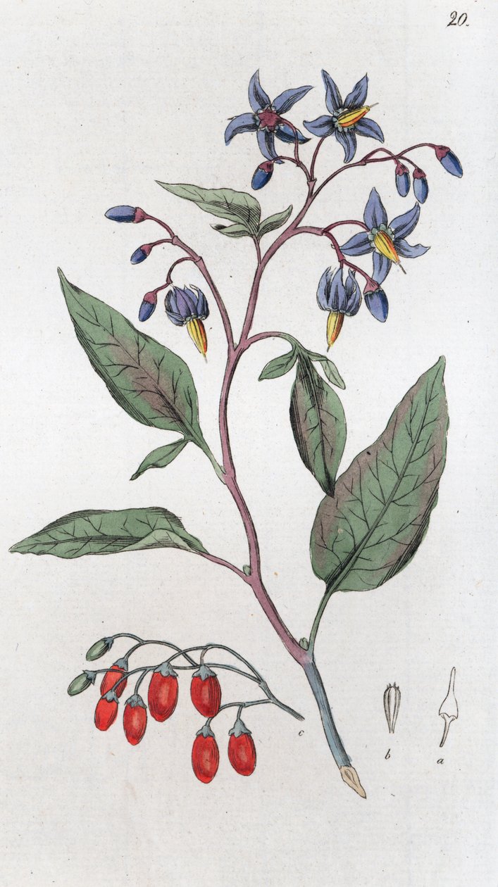 Solanum dulcamara agredolç, 1804-1811 finlandès tekijältä Johan Wilhelm Palmstruch