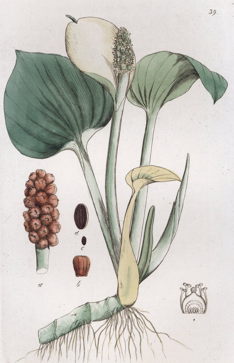 Arum Callan suot, 1804-1811 tekijältä Johan Wilhelm Palmstruch