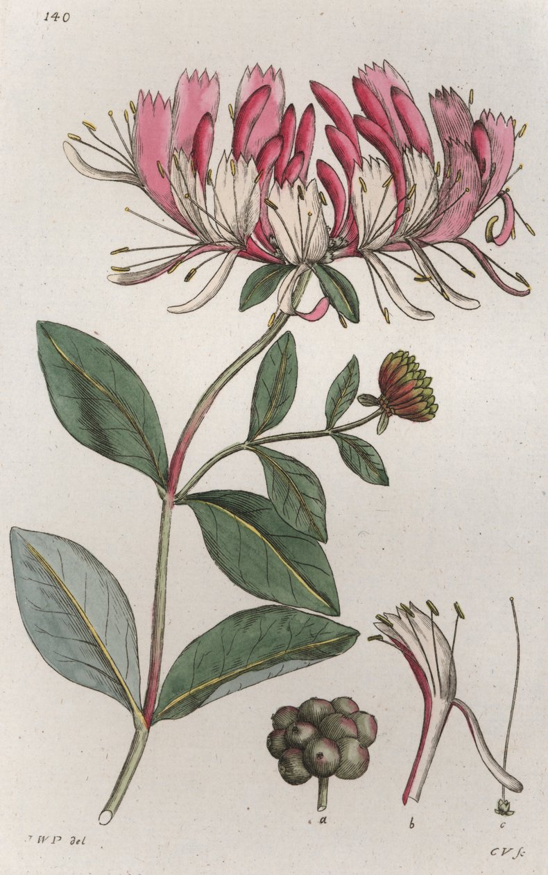 Honeysuckle Lonicera periclymenum, 1804-1811 tekijältä Johan Wilhelm Palmstruch