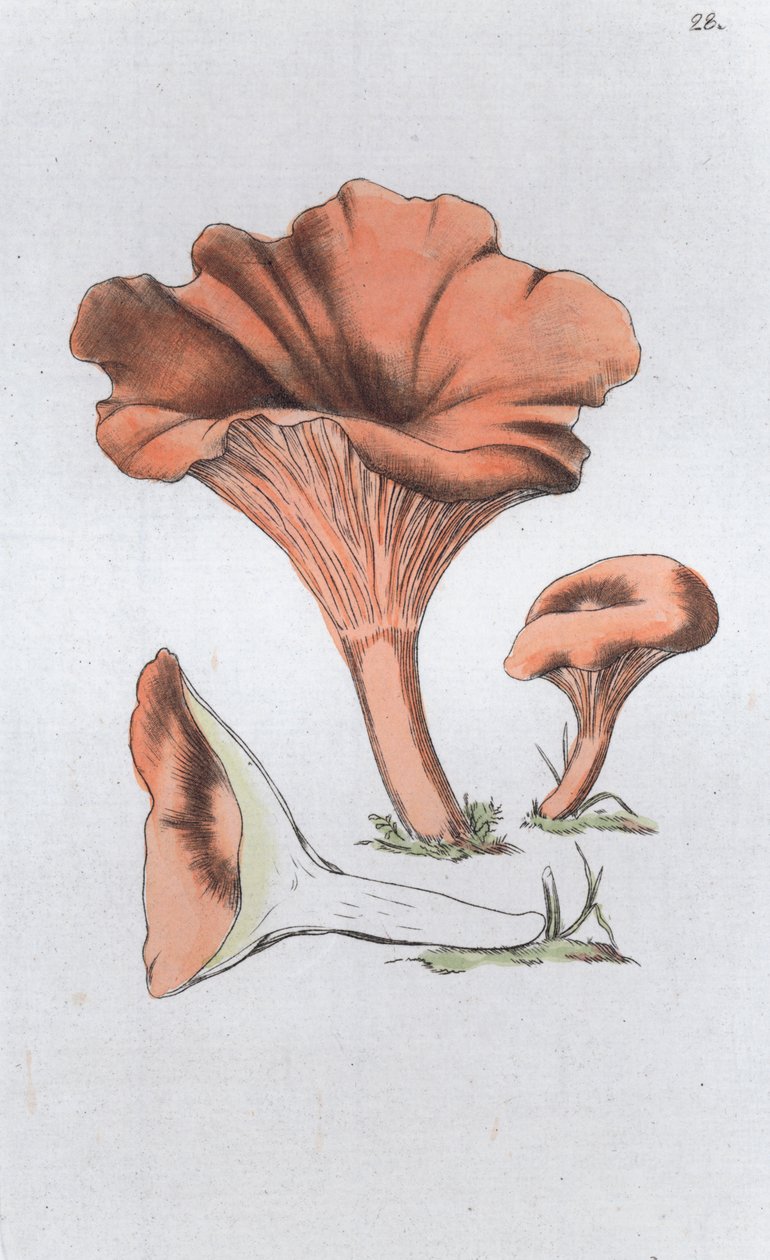 Merulius cantharellus, 1804-1811 tekijältä Johan Wilhelm Palmstruch