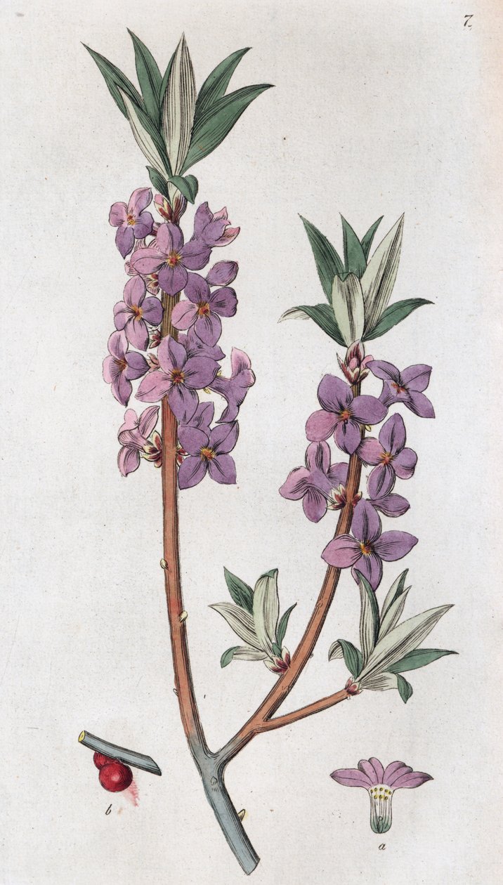 Mezereon Daphne mezereum, 1804-1811 tekijältä Johan Wilhelm Palmstruch