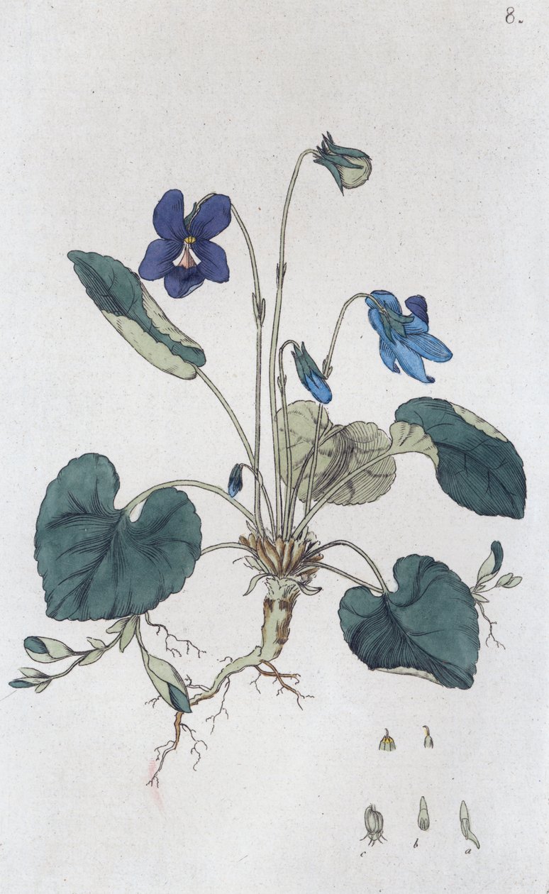 Sweet Violet Viola odorata, 1804-1811 tekijältä Johan Wilhelm Palmstruch