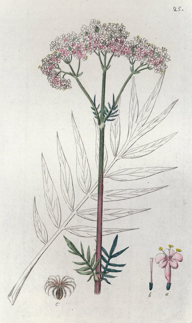 Valerian Valeriana officinalis, 1804-1811 tekijältä Johan Wilhelm Palmstruch