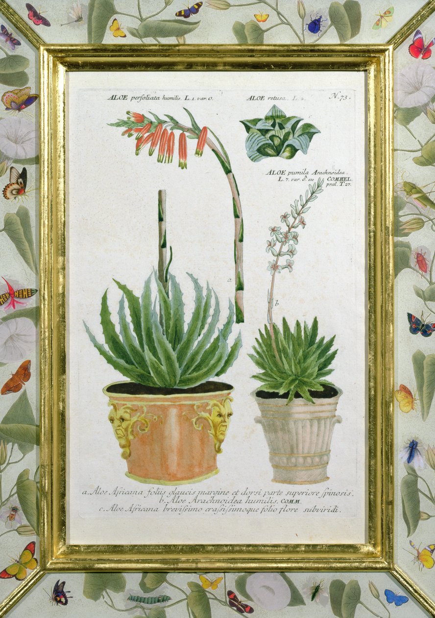 Aloe, n. 1740 (käsinvärinen kaiverrus) tekijältä Johann Wilhelm Weinman