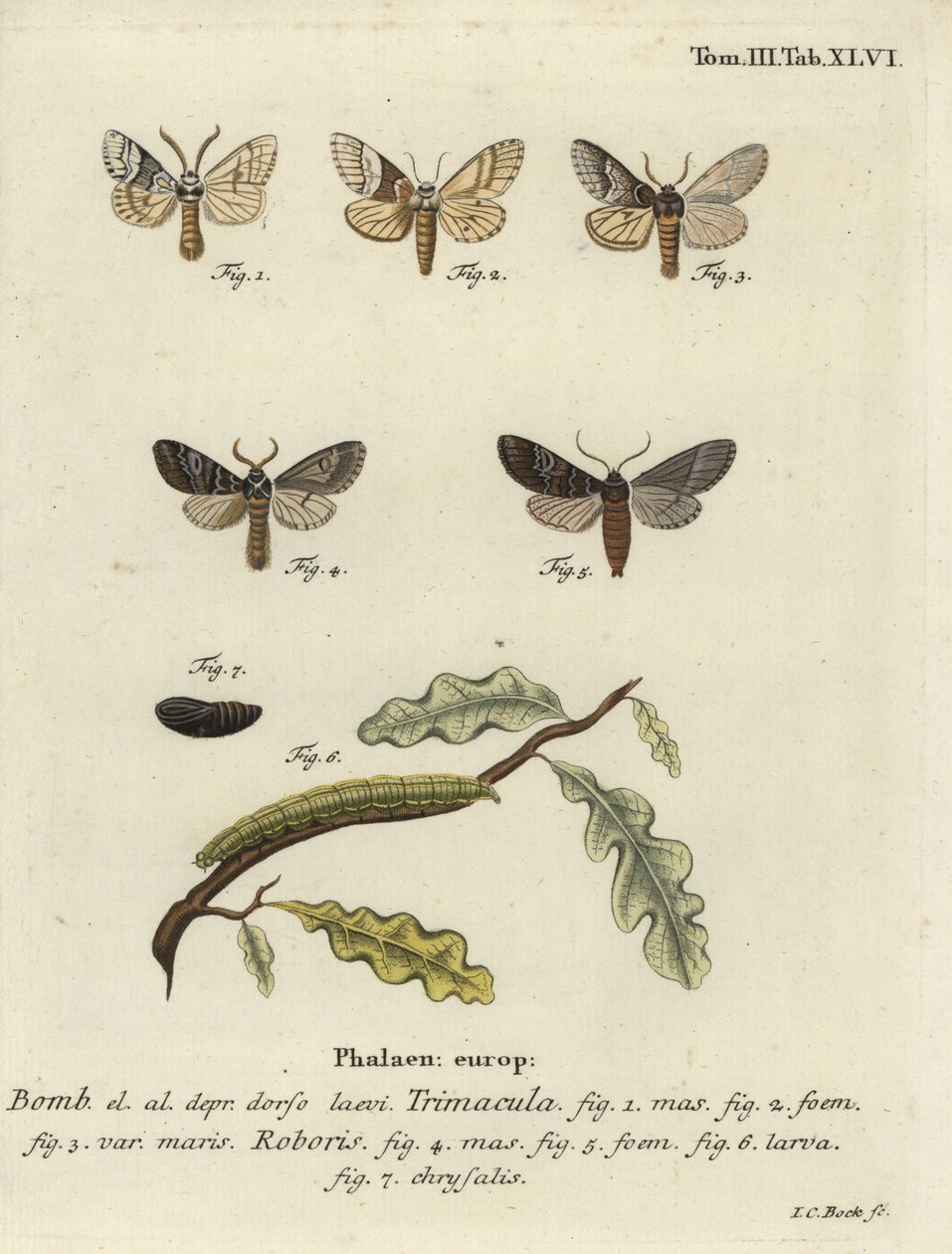 Drymonia dodonaea -perhonen. tekijältä Johann Carl Bock