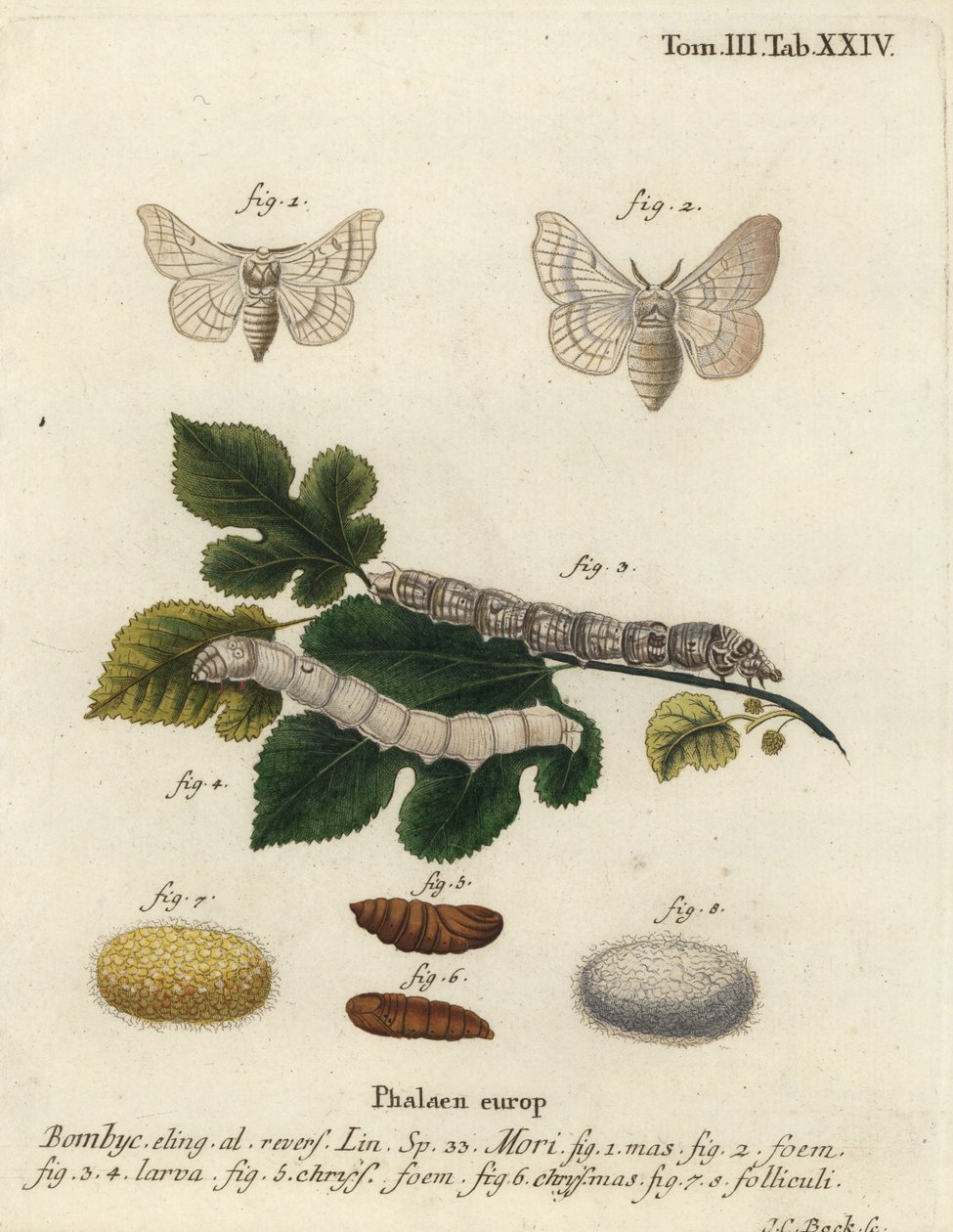 Silkmoth, Bombyx mori. tekijältä Johann Carl Bock