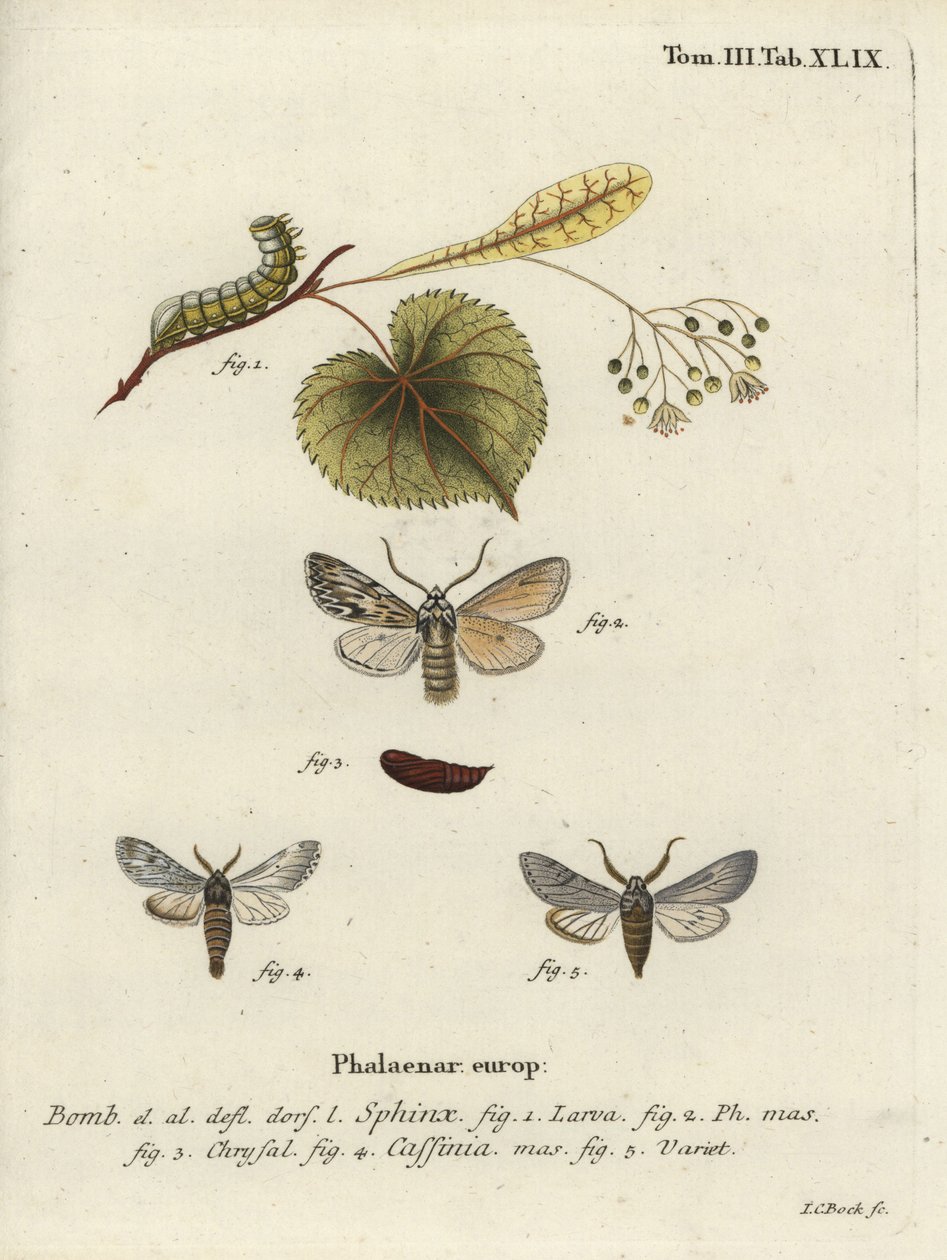 Ryömintäkoi, Asteroscopus sphinx. tekijältä Johann Carl Bock