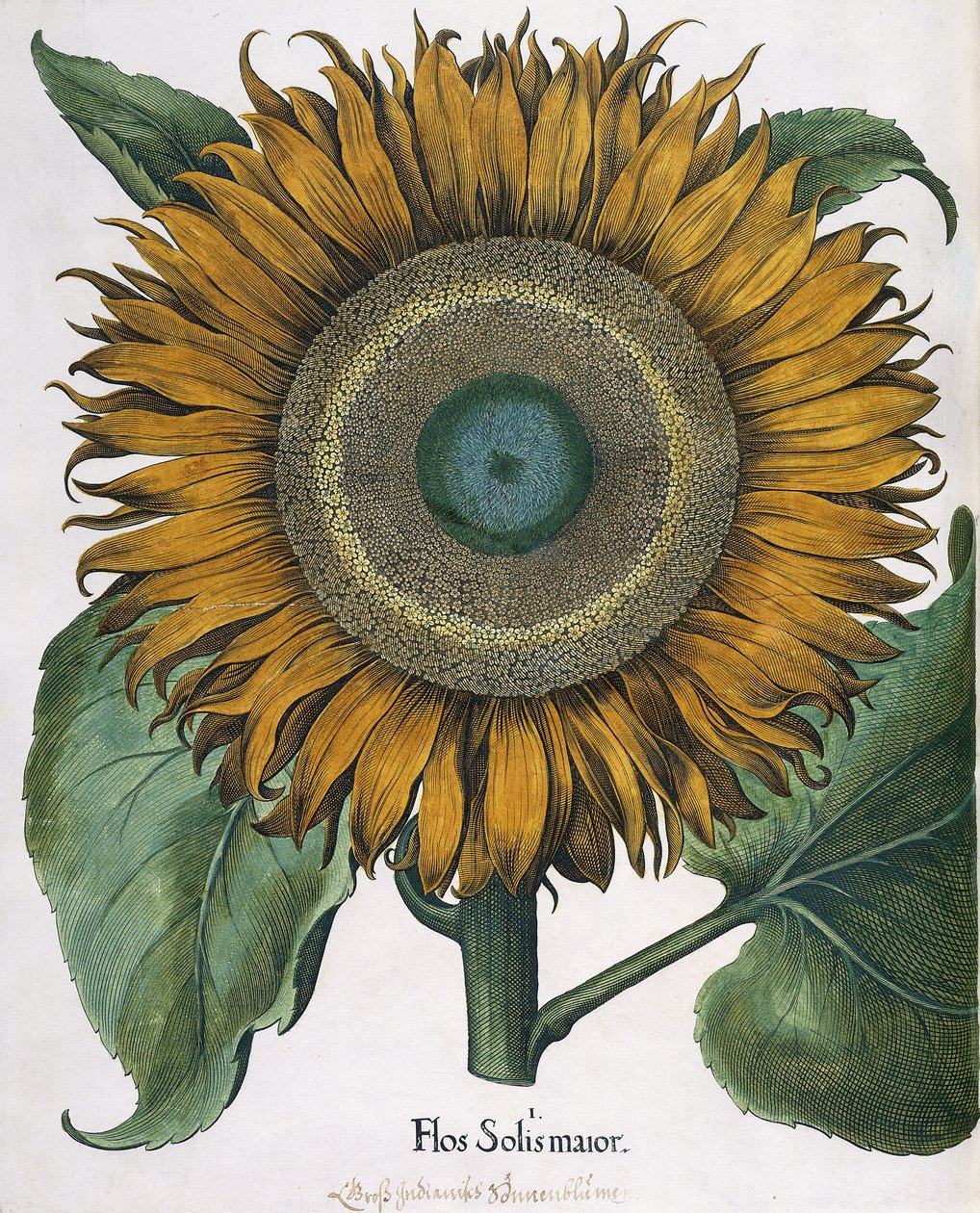 Flos Solis Major, 1613 tekijältä Johann Ernst Rentsch