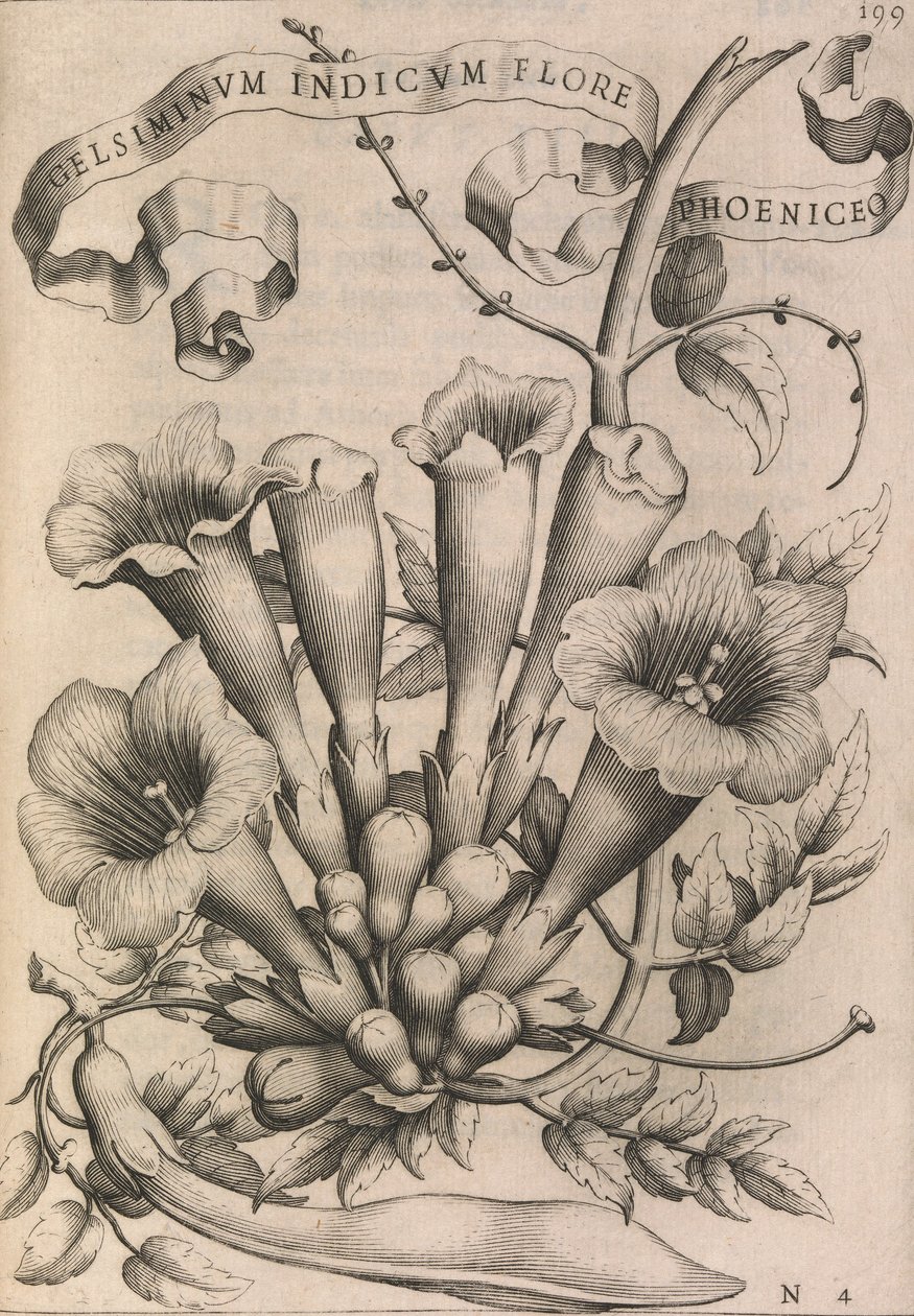 Gelsiminvm indicvm flore foinikialainen, 1633. tekijältä Johann Friedrich Greuter