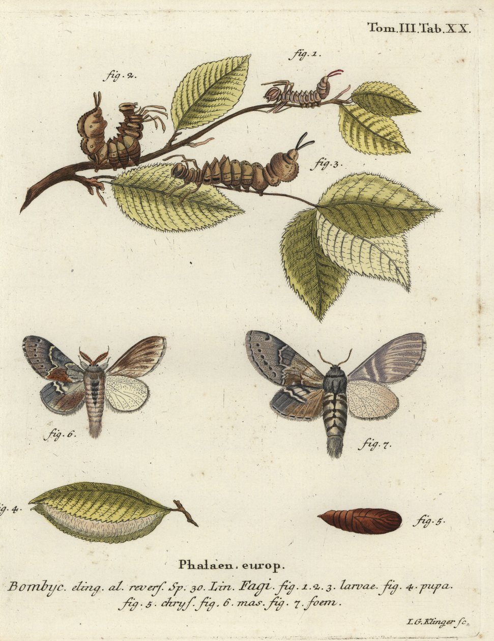 Hummerikoi, Stauropus fagi. tekijältä Johann Georg Klinger