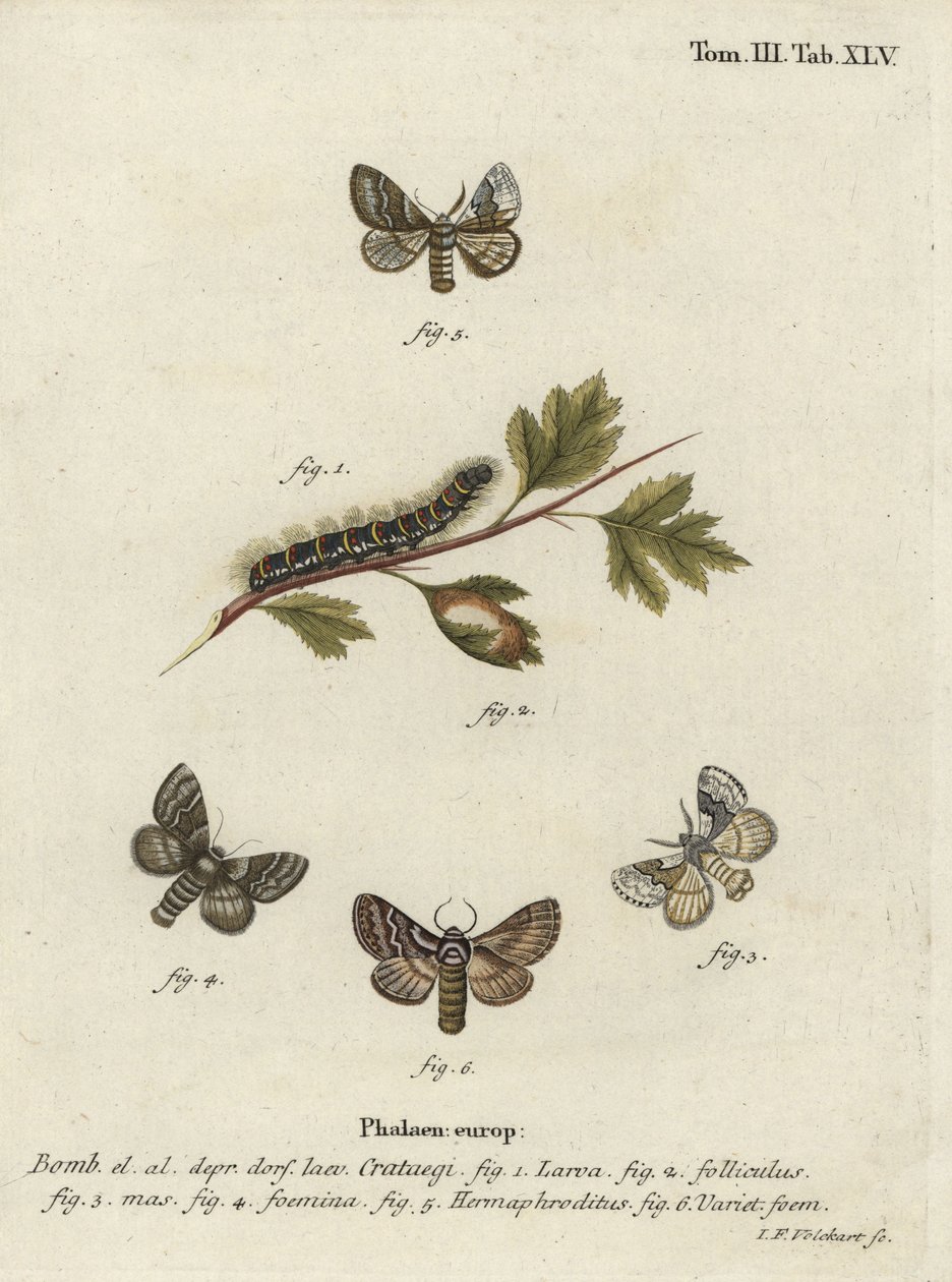 Vaalea tammimuna, Trichiura categii. tekijältä Johann Georg Klinger