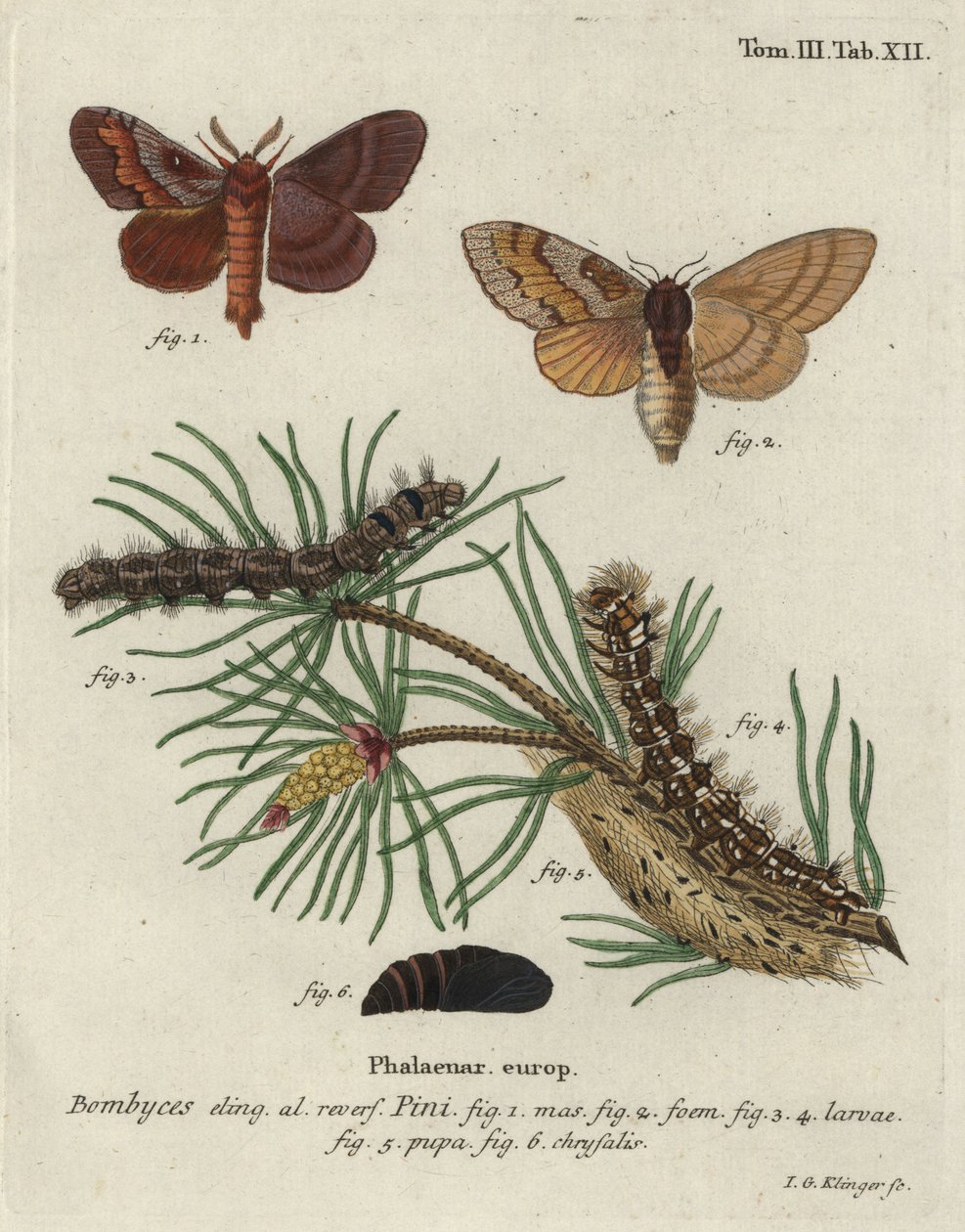 Pinja paikkattu, Dendrolimus pini. tekijältä Johann Georg Klinger