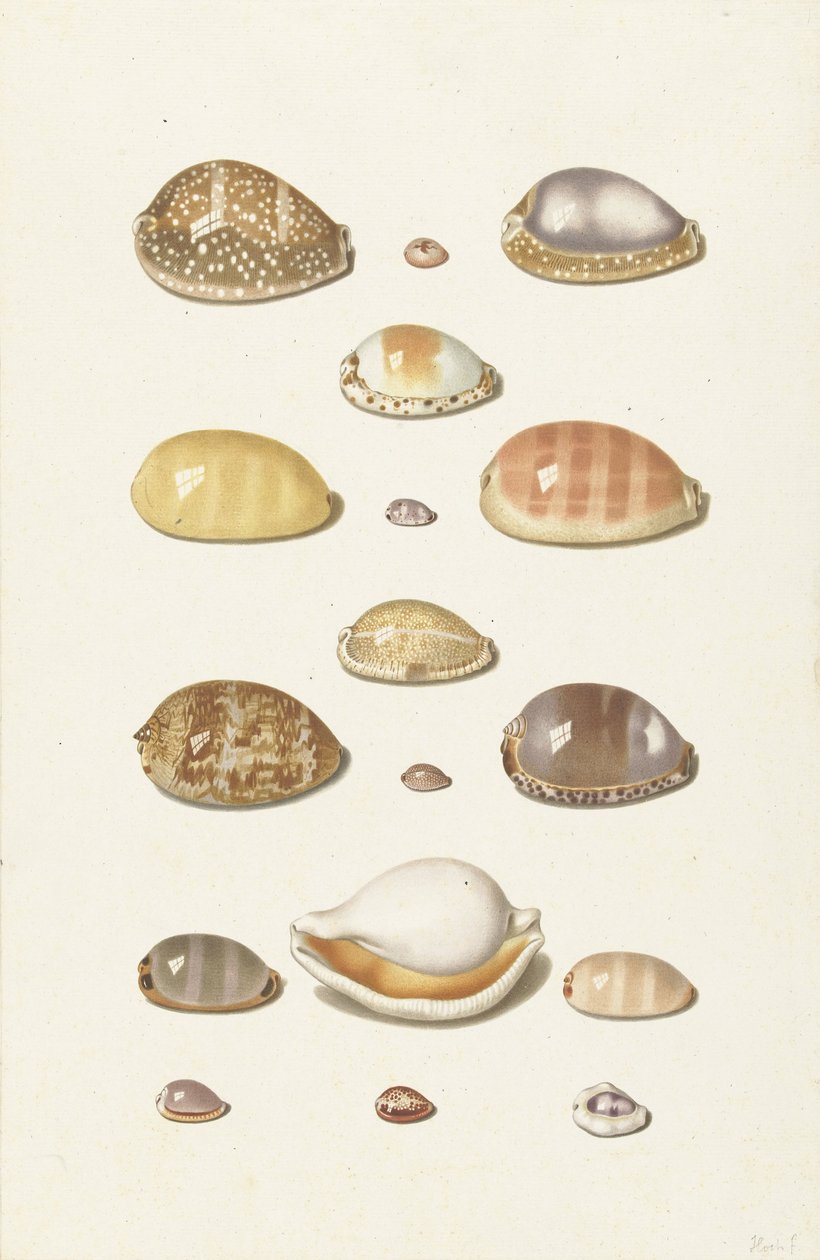 Cowry Shells tekijältä Johann Gustav Hoch