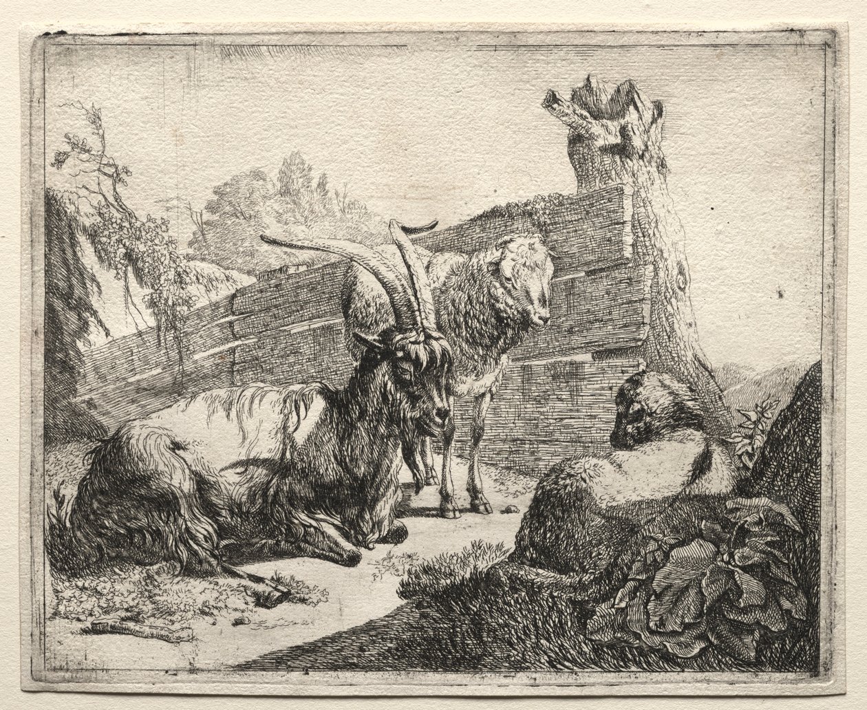 Pensasaita, 1665. tekijältä Johann Heinrich Roos