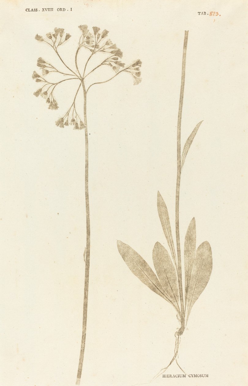 Hieracium Cymosum tekijältä Johann Hieronymus Kniphof