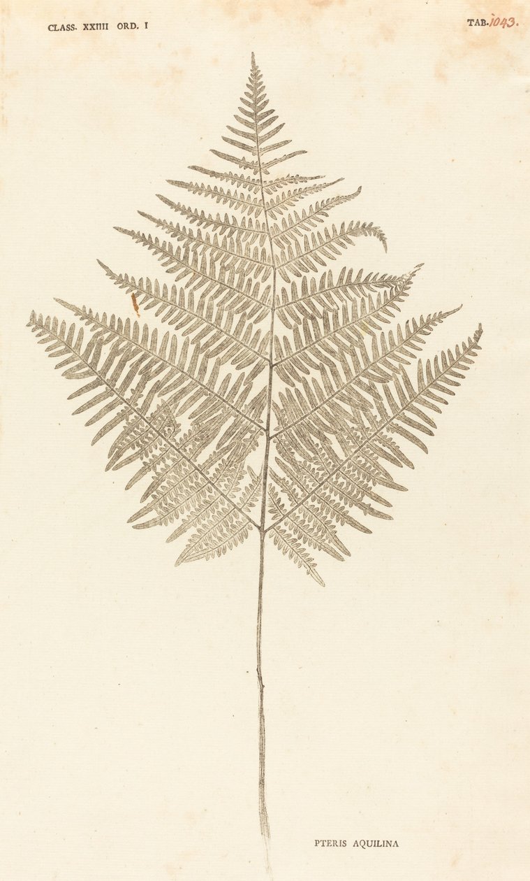 Pteris Aquilina tekijältä Johann Hieronymus Kniphof