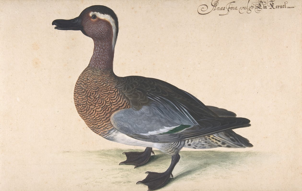 Miessinsininen, 1604-80. tekijältä Johann Jakob Walther